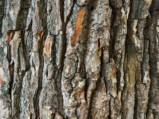 The trunk of a large old tree is photographed close-up, the texture of the bark is clearly visible, thick and strong bark protects the tree from external threats, natural abstraction