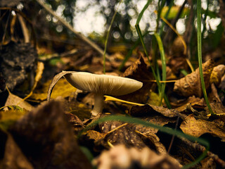 A beautiful but poisonous mushroom grows among dry fallen leaves, a beautiful autumn still life
