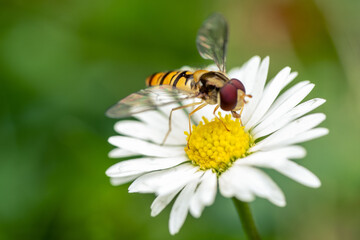 Oranges Insekt am Nektar Sammeln auf einem Gänseblümchen