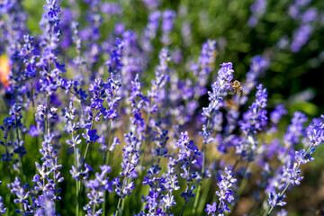 Lavender flowers on blooming field with little bee