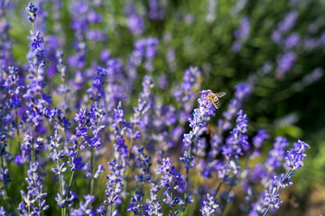 Lavender flowers on blooming field with little bee