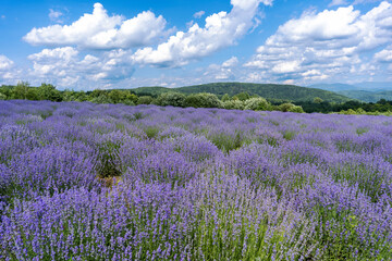 Naklejka na ściany i meble Beautiful lavender field with long purple rows. fluffy clouds