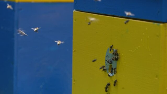 Honey bees fly next to the bee hive in the apiary to collect honey, close up. Beekeeping in countryside