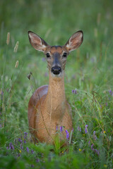 White Tailed Deer in a summer meadow alert and looking around