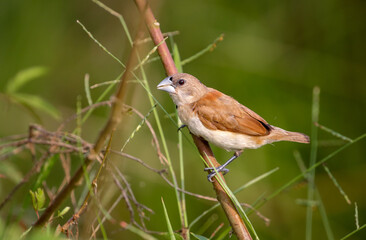 chestnut munia or black headed munia (juvenile).chestnut munia is a small gregarious bird which feeds mainly on grain and other seeds. It frequents open grassland and cultivation.