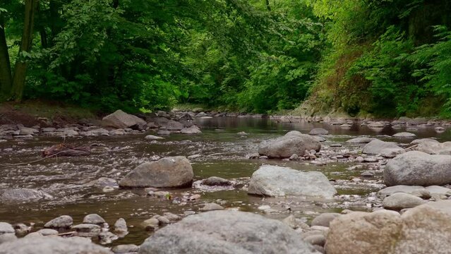 Gorgeous relaxing shot of river in forest.