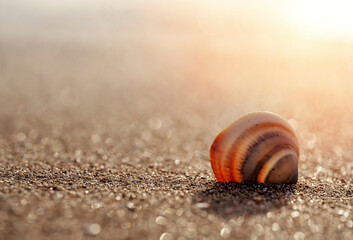 Big seashell on the sand on the beach in the back-light of sunset, background, close up