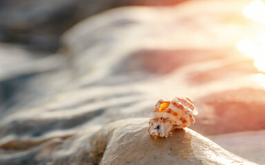 Big seashell on the sand on the beach in the back-light of sunset, background, close up