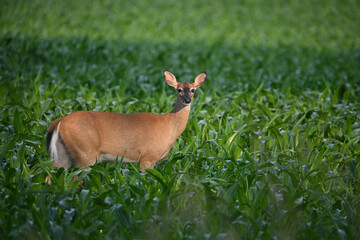 White tailed deer walking through a knee high corm field