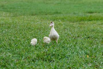 duck and little chicken 