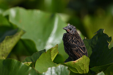 Baby Red winged Blackbird sits alone perched on lily pads in a marsh 