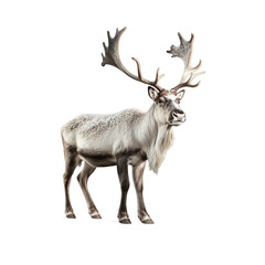 Isolated PNG cut out of a Christmas reindeer, Generative ai
