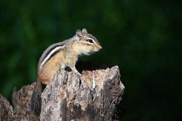Naklejka na ściany i meble A close up of a chipmunk with full cheeks on a stump in the forest