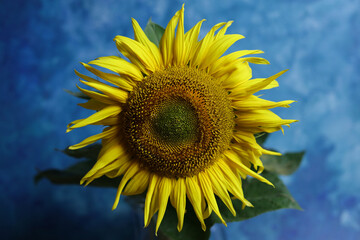 sunflower on blue sky background