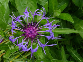Blue cornflower