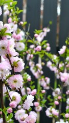 Cherry blossom during springtime