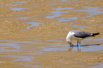 seagulls on the beach