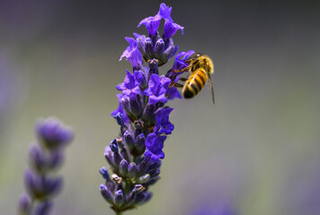 api sulla lavanda