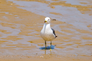 seagulls on the beach
