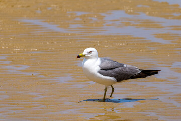 seagulls on the beach