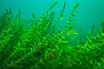 Fototapeta na wymiar Hornwort water plants underwater in the St. Lawrence River