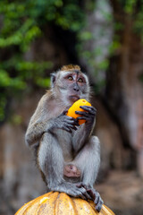 Long-tailed macaque eating orange