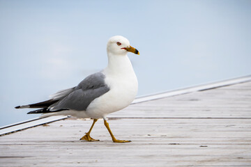 Ring-billed gull investigating a dock  along the St. Lawrence River