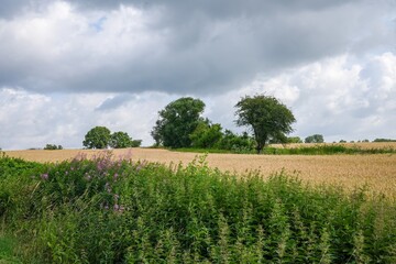 field of wheat