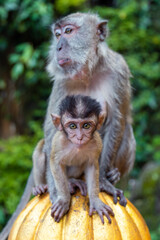 Curious baby long-tailed macaque
