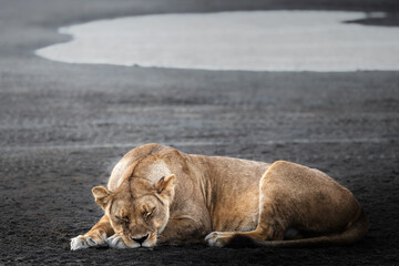Wild majestic lioness, simba, sleeping in the savannah in the Serengeti National Park, Tanzania, Africa