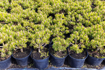 Young seedlings of mountain pine Pinus mugo