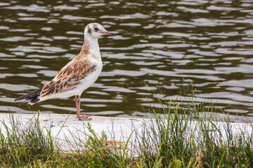 Brown-headed young gull standing on the shore