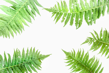 Liście z góry zielonych paproci na białym tle ze ścieżką przycinającą, Minimalistyczna koncepcja lata z liśćmi paproci.