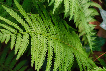 A close up of a wild fern.