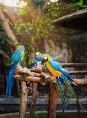 Blue and Gold Macaw parrot. Rare form Ara Ararauna. cute pets colorful birds, Beautiful nature of wildlife closeup face of a parrot is blue on the green background. Wildlife scene from tropical nature