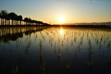 万願寺ハサ木並木（新潟県）