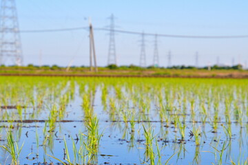 田植え後の稲　イメージ