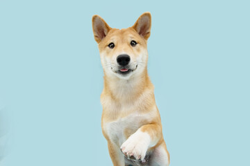 Portrait shiba inu puppy dog high five with funny expression face. Isolated on blue pastel...