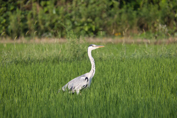 水田にいる一匹の大きなアオサギ