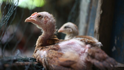 portrait of a chicken