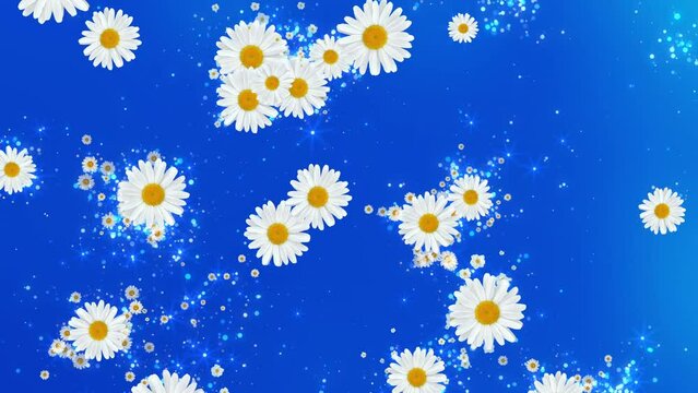 Delicate Daisies Blue Background Loop 
