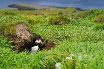Atlantic puffin on the isle of Lunga in Scotland. The puffins breed on Lunga, a small island of the coast of Mull.	