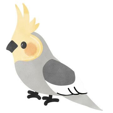 Cute Adorable parrot,Cockatiel (Nymphicus hollandicus).Cute pet.Creative with illustration in flat design