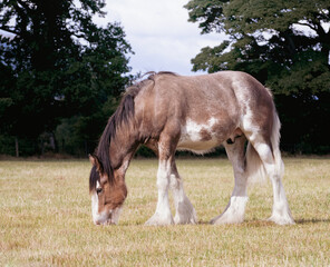 Clydesdale colt grazing on green pasture.