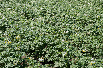 Aardappelveld in Flevoland