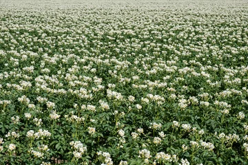 Gardinen Aardappelveld in Flevoland © Holland-PhotostockNL
