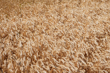 Graanveld in Flevoland
