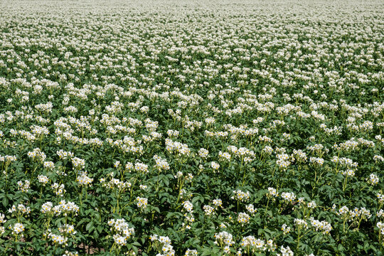 Aardappelveld in Flevoland