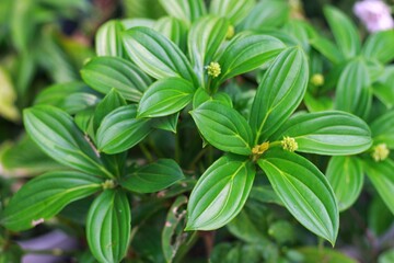 fresh green Medinilla speciosa plant with young fruit