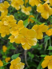 yellow flowers in the garden